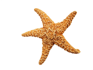 estrella de mar 300x225 1